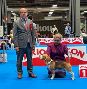 World Dog Show Madrid 2022 Beagle breed judging