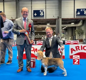 Beagle judging at the World Dog Show Madrid 2022