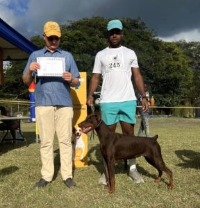 Doberman being evaluated in conformation show in Jamaica highlighting judge perspective and local show environment