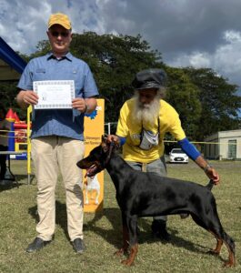 Doberman presentation in dog show with handler and judge perspective during conformation evaluation