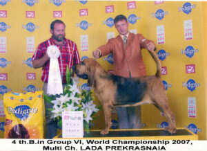 Como Posar un Perro Correctamente: la técnica que marca la diferencia en el ring Ejemplo de posado correcto de un perro de show