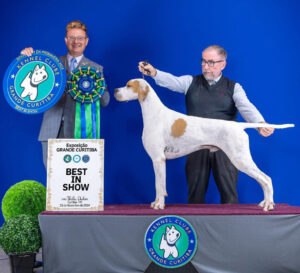 Handler adjusting front assembly while stacking a show dog