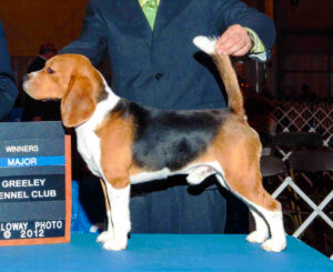 show dog stacking profile structure 1.jpg 1