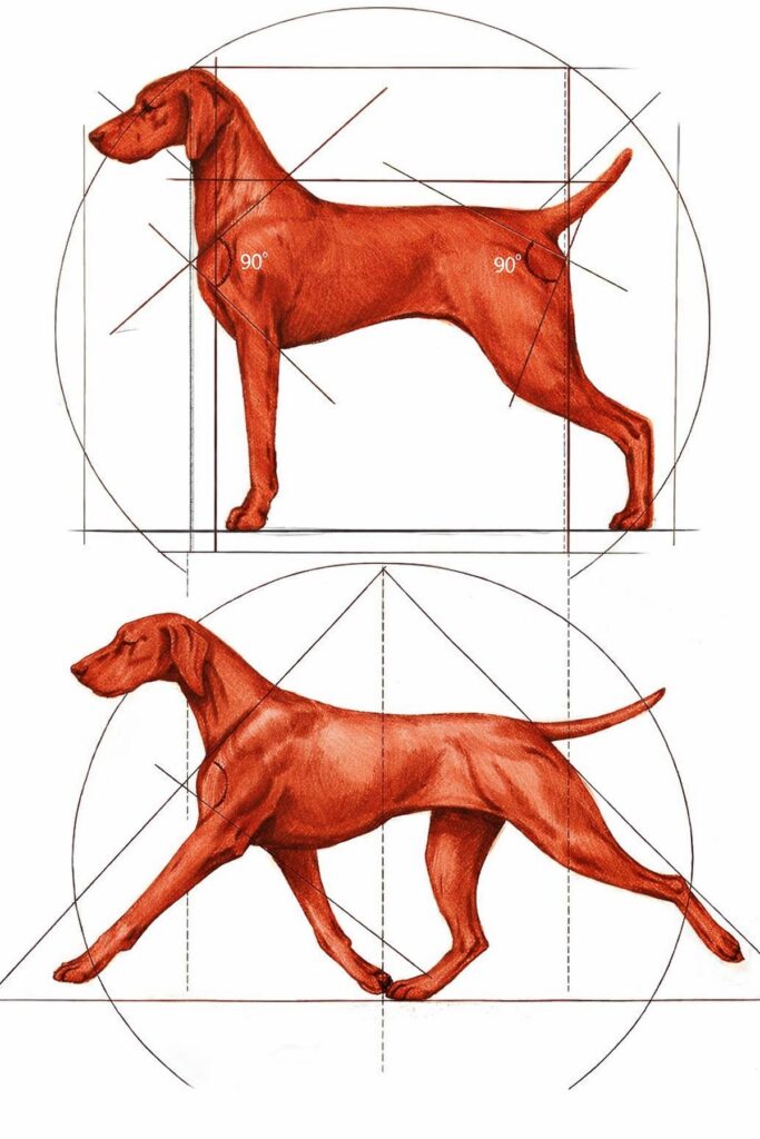 Correct angulations in a dog