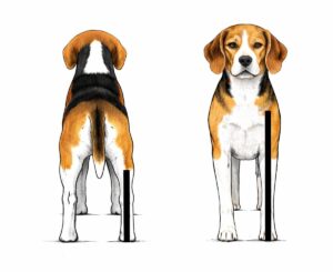Aplomos correctos del Beagle vistos de frente y desde atrás