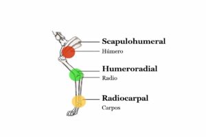 Canine forelimb joints showing scapulohumeral, humeroradial and radiocarpal articulations