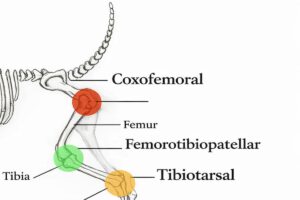 canine hind limb joints diagram 1