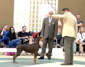 dog handler using bait to maintain attention and expression during conformation show ring training