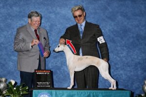 whippet dog neck arch structure highlighted in show stance demonstrating correct topline and neck curve