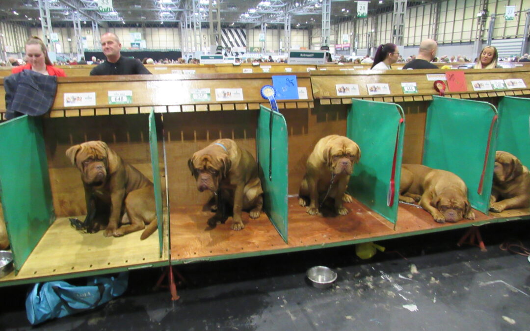 Crufts, la joya de la corona