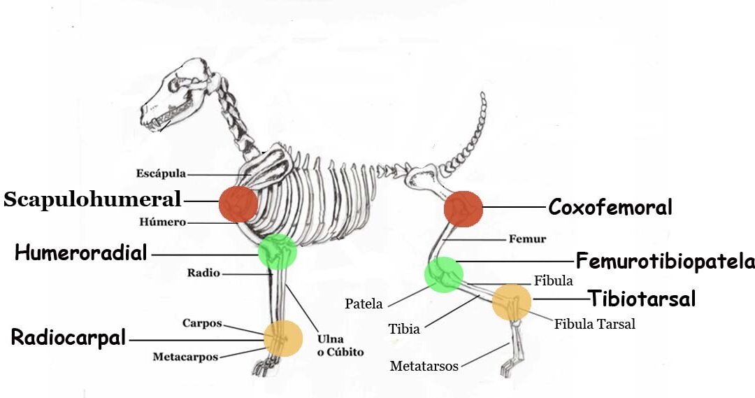 Hablando con Propiedad de Articulaciones