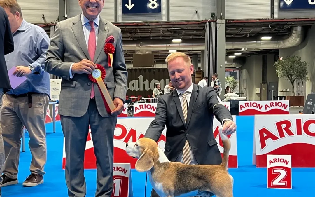 Beagles en la World Dog Show Madrid 2022: mi visión de un juez internacional