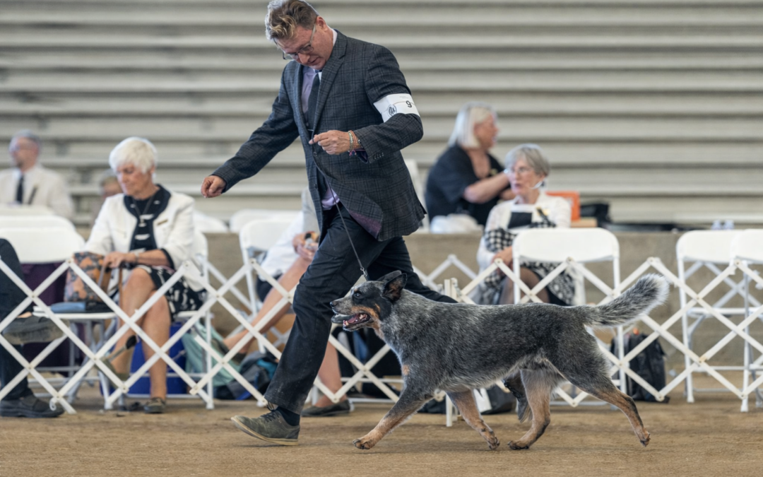 Entendiendo el movimiento del perro de show: estructura, balance y eficiencia en el ring
