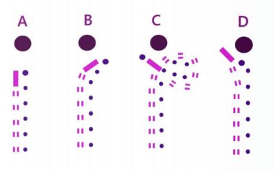 Blog English How to “Arrive” in Front of the Judge: Strategic Dog Handling in Beagle Shows
