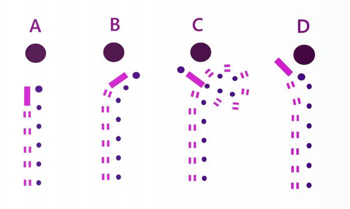 Diferentes formas de llegar y presentar al perro frente al juez durante el manejo en ring