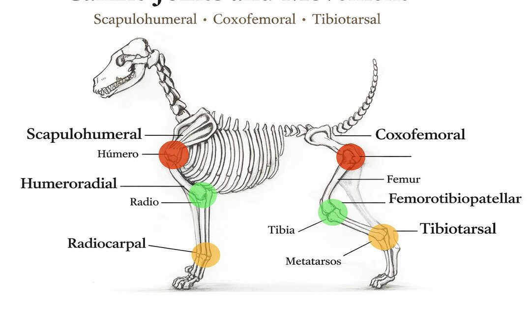 Diagram of major canine joints including scapulohumeral, coxofemoral and tibiotarsal