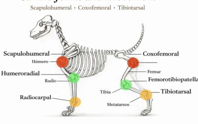 Blog English Canine Joints and Movement: Speaking Correctly About Structure and Angulation