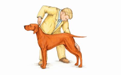 How to Stack a Show Dog Correctly: The Technique That Makes the Difference in the Ring